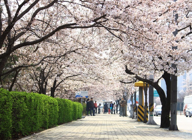 Giao thông tại Seoul