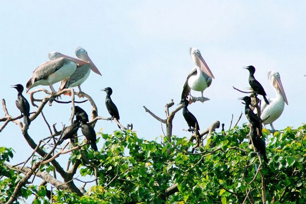 Vé máy bay giá rẻ đi Cần Thơ