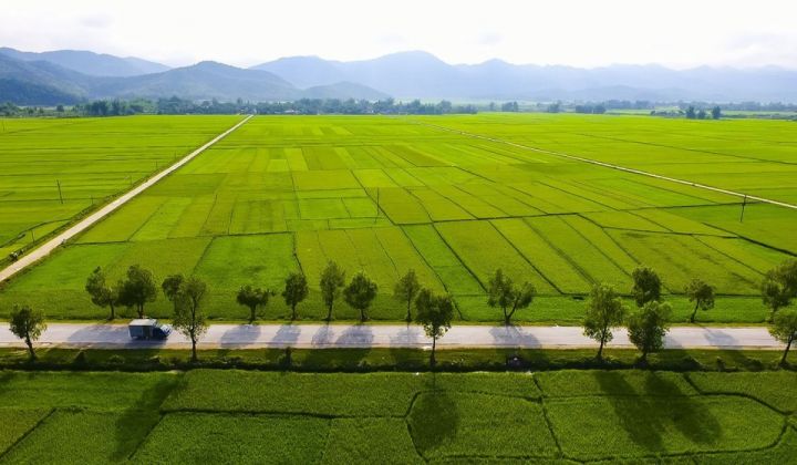 Cánh đồng Mường Thanh như một nhà kho khổng lồ với nhiều lúa thóc chín vàng