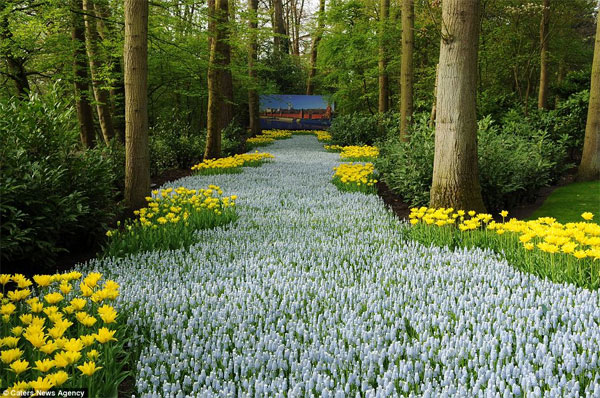 Khu vườn Keukenhof