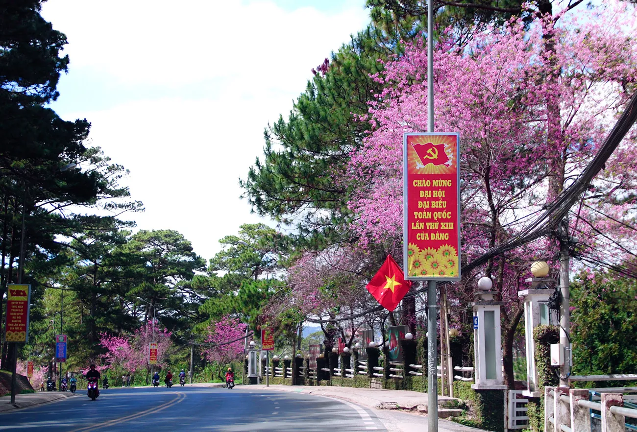 Đà Lạt rực rỡ trong sắc hoa mỗi dịp Tết đến