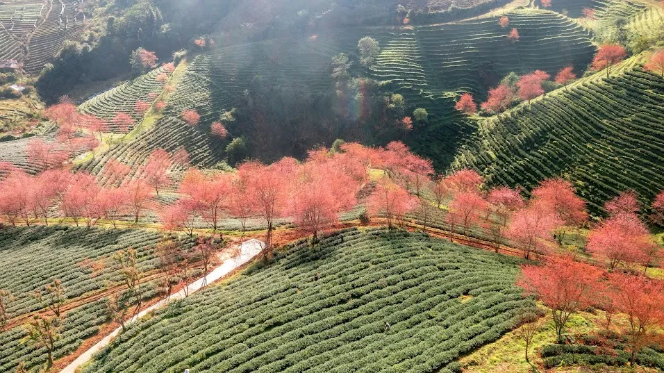 Còn gì thơ mộng bằng Sapa những ngày màu xuân